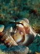 Octopus Portrait Octopus Portrait