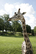 girafe