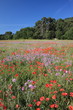 un champ fleuri un champ fleuri