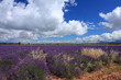 bleu et mauve bleu et mauve