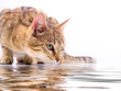 kitty the cat
