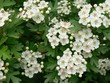 biancospino in fiore