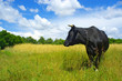 Cow on a meadow