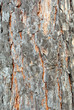 Tree bark