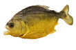 Pygocentrus nattereri