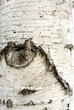 Tree bark