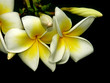 fleurs de plumeria fleurs de plumeria