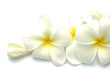 fleurs blanches de frangipanier fleurs blanches de frangipanier