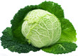 Cabbage