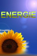 Sonnenblume