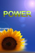 Sonnenblume