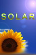 Sonnenblume