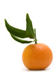 single tangerine on white background