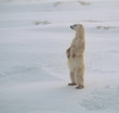 Polar bear Polar bear