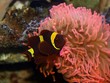 Clownfisch