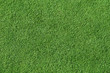 Grass