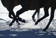 White Turf  9
