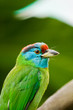 Vogel