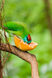Vogel