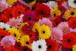 Flower texture