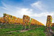 Vigne Saint Pourcain