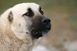 Tuerkischer Kangal mit kupierten Ohren