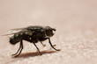 Mouche