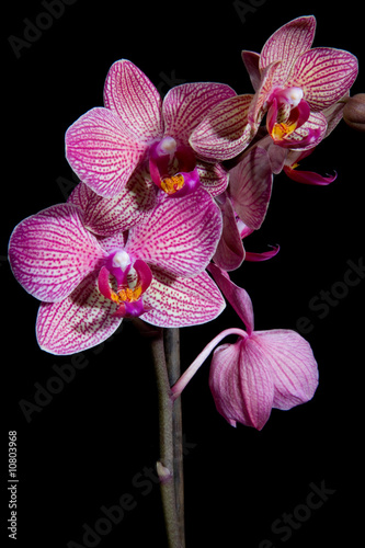 Obraz,Plakat fioletowy kwiat orchidei