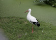 cigogne