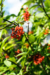 Rote Beeren