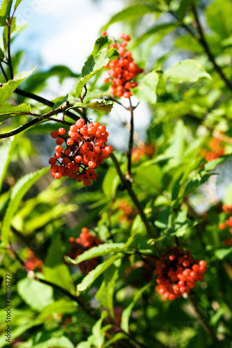Foto: Rote Beeren Rote Beeren