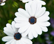 Foto: Weiße Blume Weiße Blume