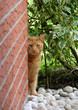 Katze