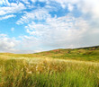 Summer field