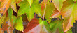Feuilles d'automne
