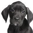 Photo: puppy Great Dane (2 months) puppy Great Dane (2 months)