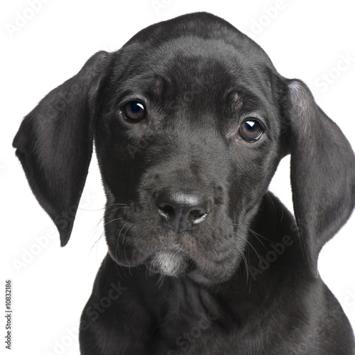 puppy Great Dane (2 months)