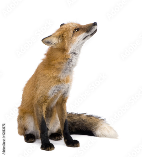 Foto: Red fox (4 years)- Vulpes vulpes Red fox (4 years)- Vulpes vulpes