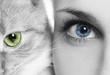 blue green grey