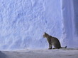 Chat à chefchaouen maroc