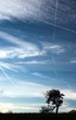 Zerborstener Baum vor Himmel mit Wolken und Kondensstreifen