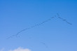 flock of migrating