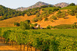 Napa Valley vineyard in California at sunset Napa Valley vineyard in California at sunset