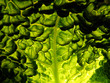 abstract background of fresh cabbage leaf