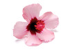 Pink Hibiscus