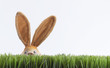 osten rhase wiese gras gruen osten rhase wiese gras gruen