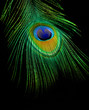 Peacock Feather