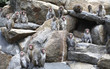 Monkeys Monkeys