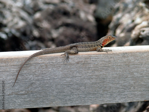Foto: Iguana Iguana