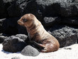 Seelöwe